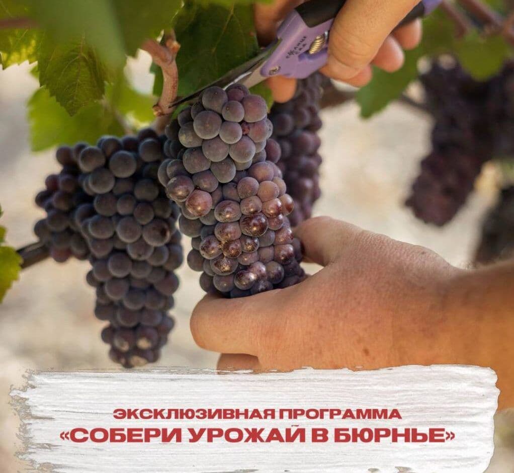 «Собери урожай в «Бюрнье»