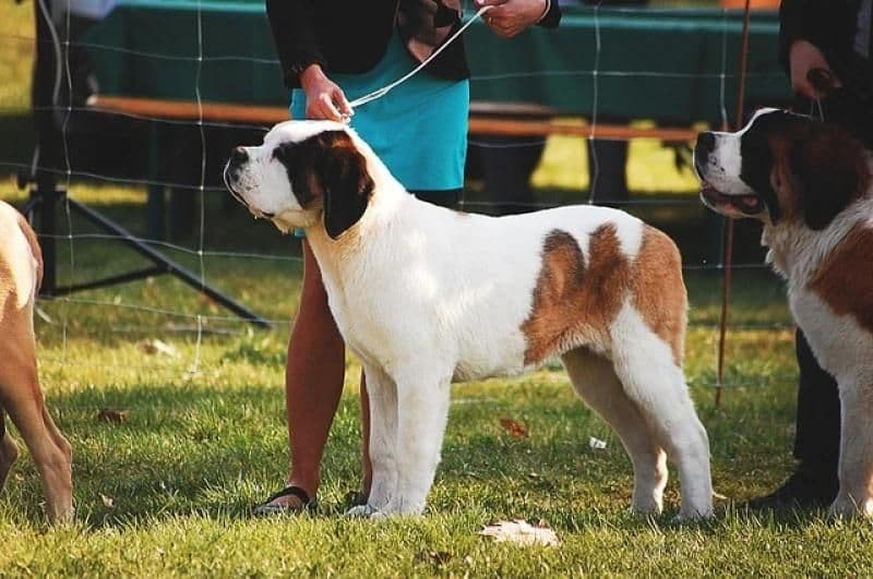 Dog picnic возвращается в Абрау