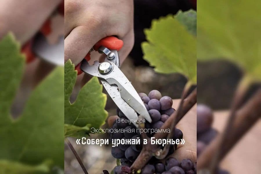 Собери урожай в Бюрнье